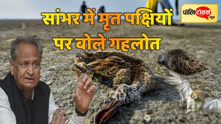 वीडियो खबर: सांभर में मृत पक्षियों पर क्या बोले गहलोत