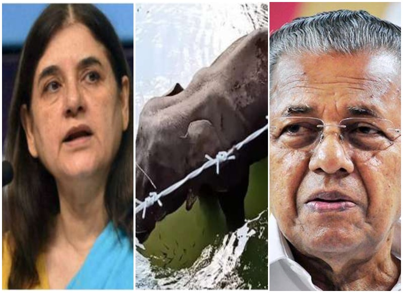 मेनका गांधी