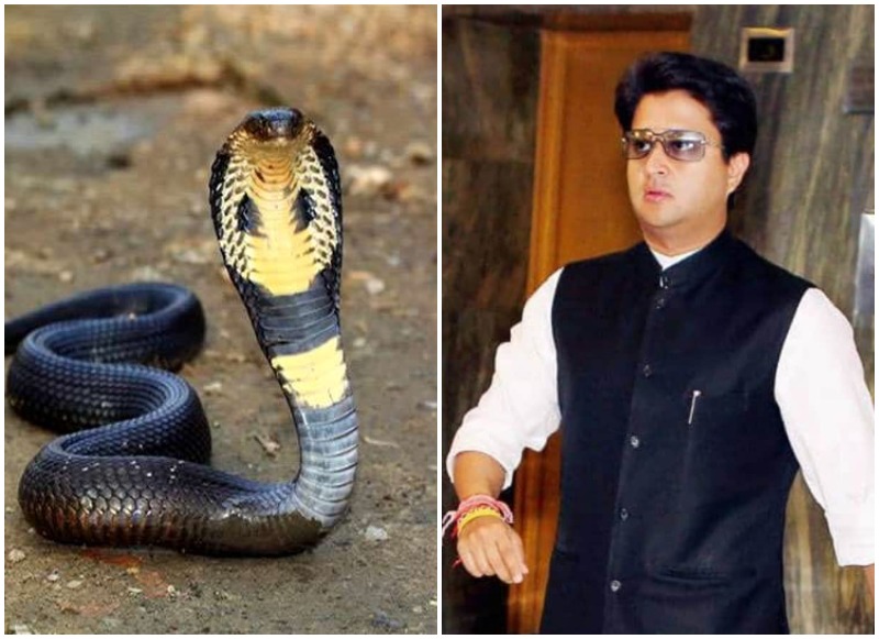 नागपंचमी और ज्योतिरादित्य सिंधिया