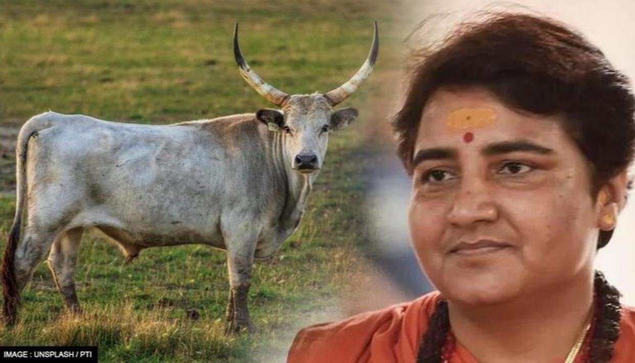 'स्वदेशी गायों की नस्ल खत्म करने की साजिश'(प्रतिकात्मक फोटो)