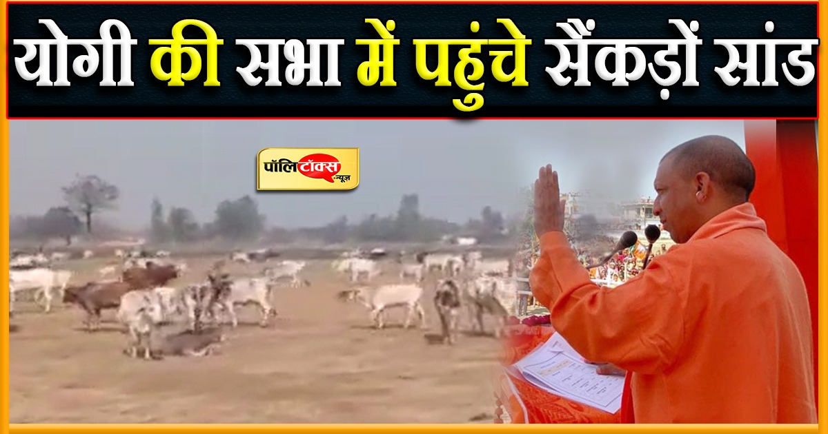 योगी की सभा में किसानों ने छोड़े सैंकड़ों सांड